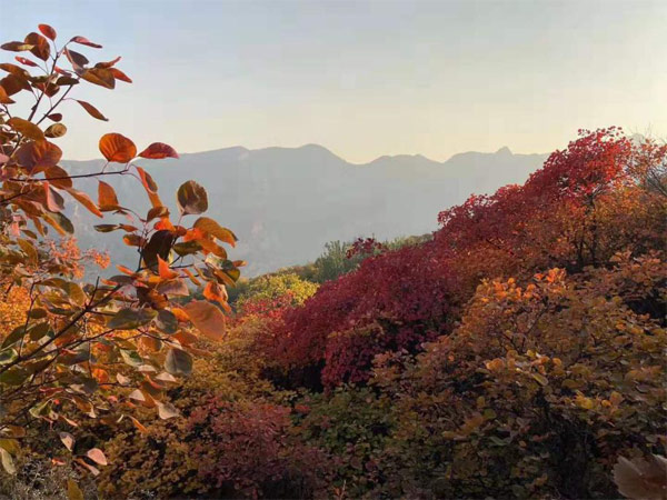 金秋十月，登高賞紅葉                ---北京固威豪